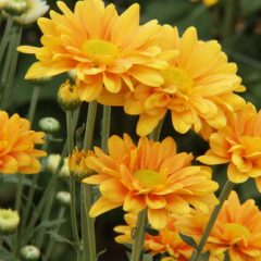 אלרגיה ממגע למרכיבים צמחיים