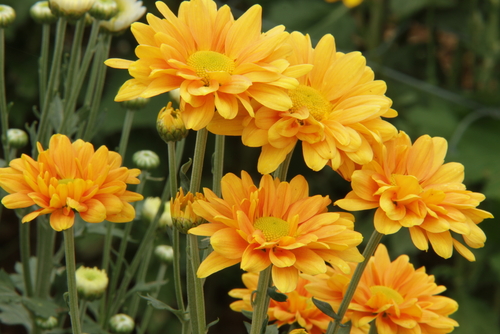 אלרגיה ממגע למרכיבים צמחיים